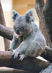 Obraz premium Grey koala bear walking over wooden tree branch, photo from zoo