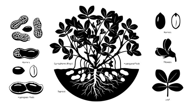 Peanut Plant Botanical Diagram Vector Set with Groundnuts, Roots, Leaves, and Seed Anatomy Icons for Educational and Agricultural Graphic Designs