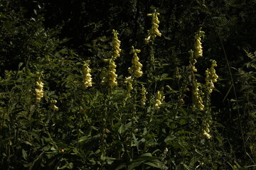 Foxglove plants on the summit of Muckenkogel near Lilienfeld, Lower Austria, Austria, Europe  © kstipek