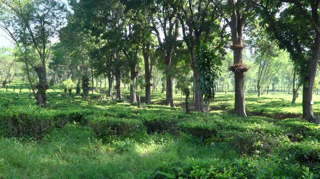 Wide landscape of a lush green tea plantation with tall trees in Wonosari Malang Indonesia, representing sustainable agriculture, rural economy, and eco-friendly nature conservation.