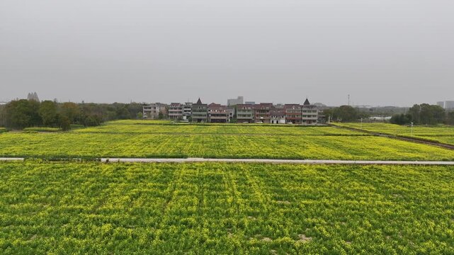 A vast field of blooming yellow rapeseed flowers stretches across the countryside, with a row of European-style buildings featuring red roofs standing in the background under an overcast sky.

