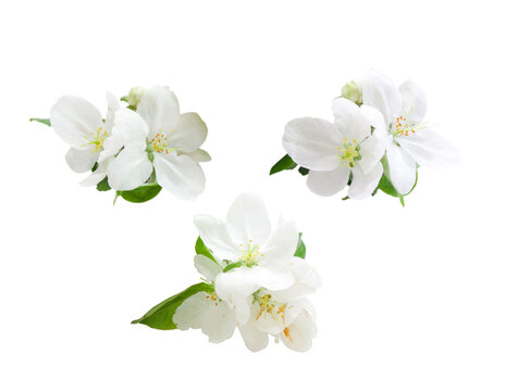 apple tree flowers