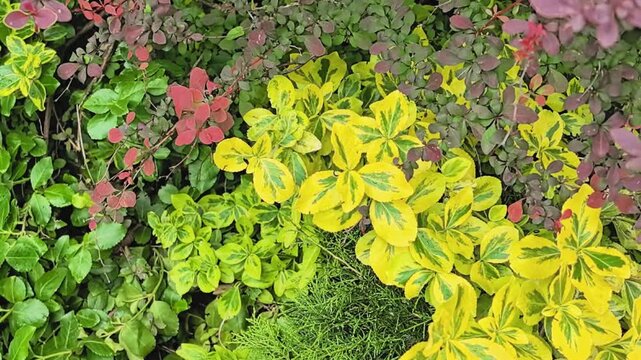 Variegated euonymus and purple barberry shrubs in ornamental garden bed