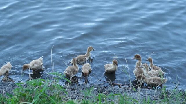 Many small ducklings and mother duck swimming in blue water near grassy river bank