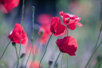 Naklejka premium Blooming plant Poppy
