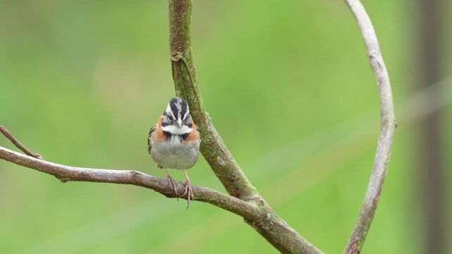 Wide shot of a Rufous collared Sparrow Zonotrichia capensis perched naturally on a tree branch in Colombia. This peaceful wildlife scene showcases the natural habitat and behavior of one of the most w