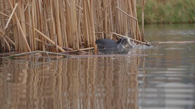 A medium shot of a Eurasian coot foraging for food in calm water next to dry yellow reeds. soft golden ripples and reflections in the lake