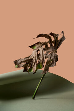Dry monstera leaf with green paper and beige wall