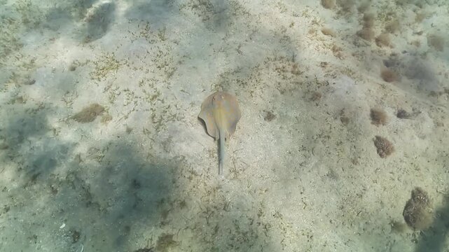 Small bluespotted ribbontail ray seen during snorkeling in Marsa Alam, Red Sea. Underwater video