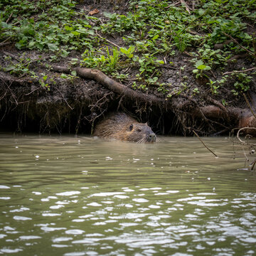 Nutria der vor seinem Bau im Wasser liegt