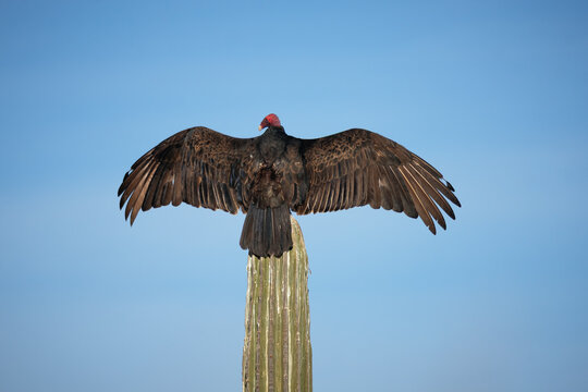 turkey vulture spreading wings on top of cactus against blue sky