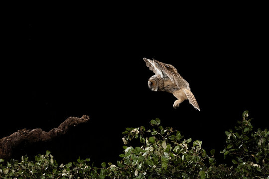 Long-Eared Owl Chick Landing On Log At Night  