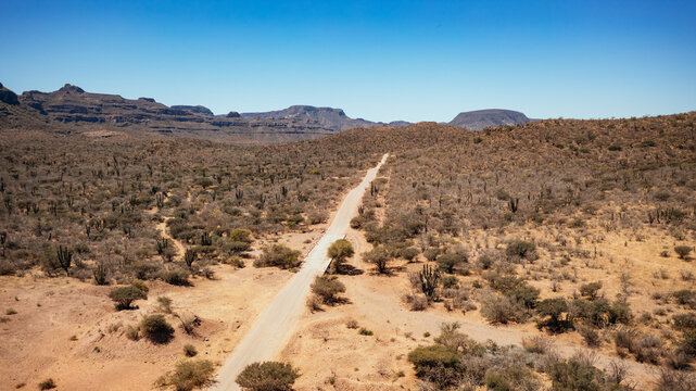 aerial view of straight dirt road cutting through desert cactus 