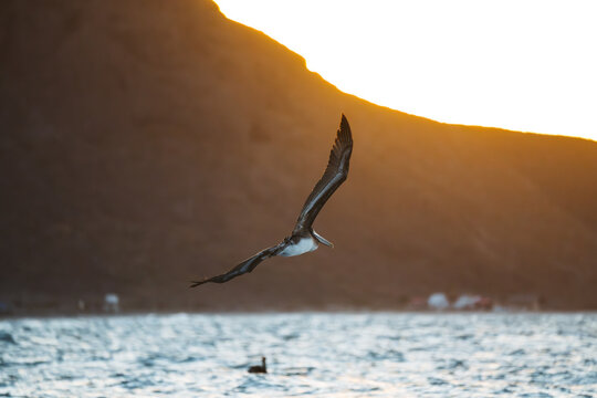 pelican in flight against sunburst and mountain at dusk