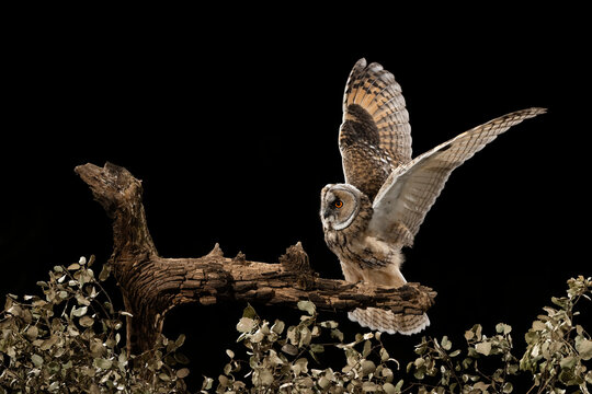 Long-Eared Owl Chick Spreads Its Wings  
