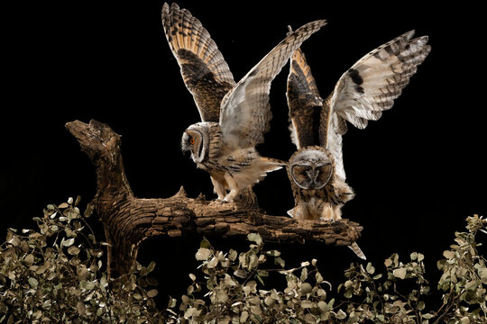 Two Long-Eared Owl Chick With Wings Outstretched At Night  