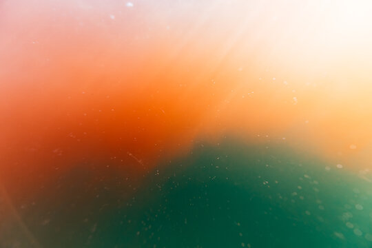 abstract underwater view of red algae with orange and green tone