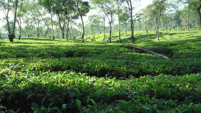 Wide landscape of a lush green tea plantation with tall trees under bright midday sunlight in Wonosari Malang Indonesia, highlighting sustainable agriculture and the rural economy in Southeast Asia.