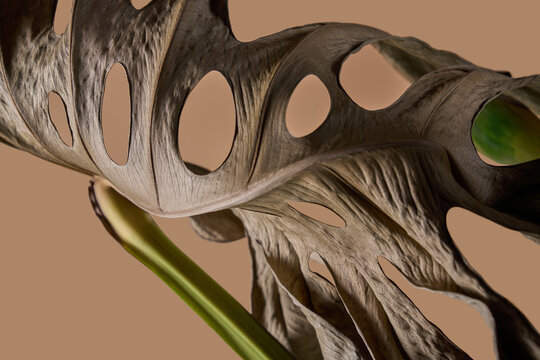 Dry monstera leaf detail with holes on beige