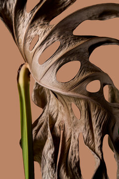Macro of dry monstera leaf with green stalk