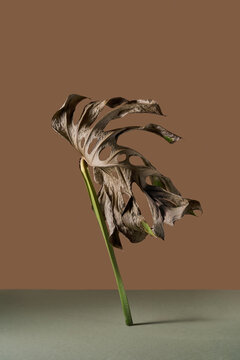 Withered monstera leaf on green floor brown background