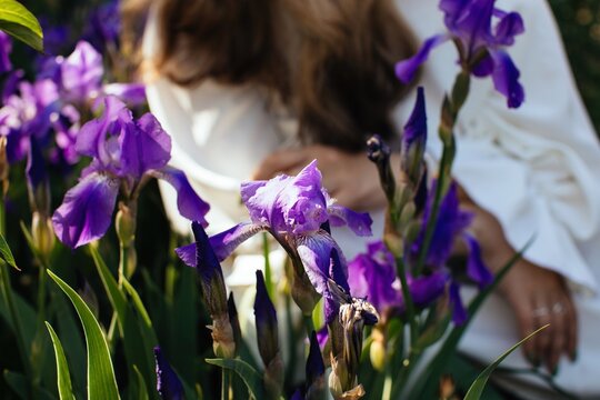 Violet irises with woman on background