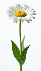 Fototapeta premium White Shasta daisy flower with yellow center and green stem with leaves. Isolated on plain white background, studio shot, clean, simple, elegant, fresh, pure, cheerful, spring, summer, blossom.