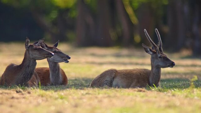 Red Deer Grazing in Traditional Orchard Meadow on a Sunny Summer Morning | 4K