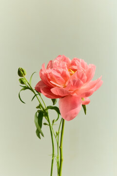 Single pink peony against a neutral background
