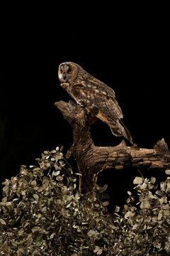 Long-Eared Owl Perched On A Log, Vertical Portrait  