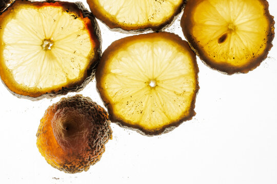 Moldy lemon
