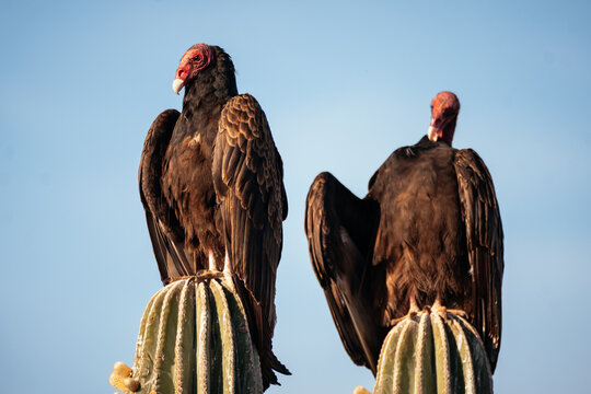two turkey vultures perched on cactus 