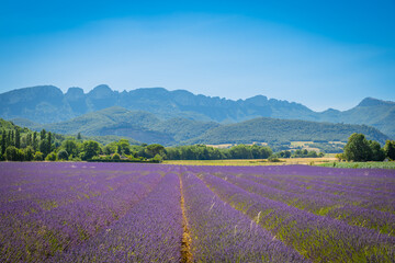 Champ de Lavandes en pleine floraison © Gerald Villena