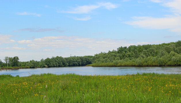 Beautiful river landscape with green forest and yellow flowers.