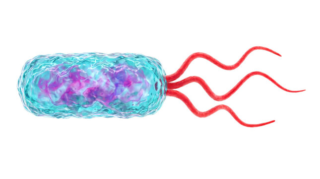 Microscopic 3D Rendering of a Rod Shaped Bacterium with Multiple Flagella