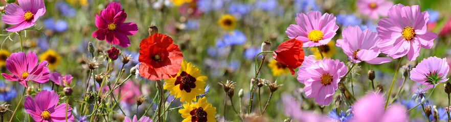 Garten 1550 © K.-U. Häßler