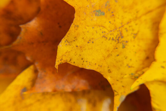 Closeup of vibrant autumn leaves showcasing unique patterns