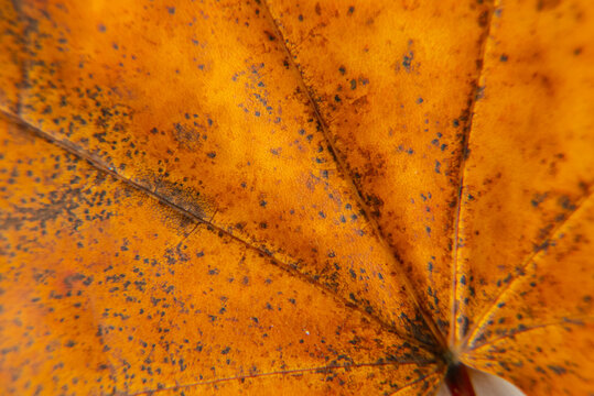 Close-up of autumn leaf showcasing intricate patterns