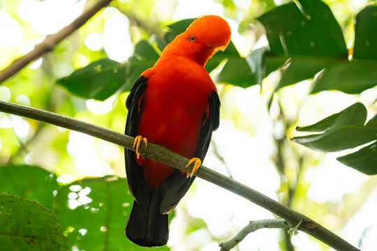 Andean cock-of-the-rock perched on a branch