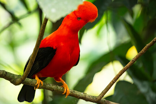 Andean cock-of-the-rock perched on a branch