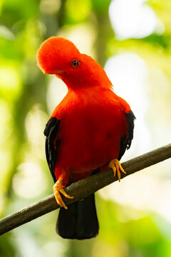 Andean cock-of-the-rock perched on a branch