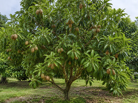 Sapodilla tree heavily bearing ripe brown fruits in organic orchard