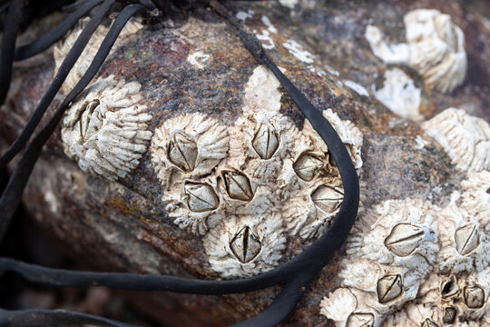 Barnacles on a rock