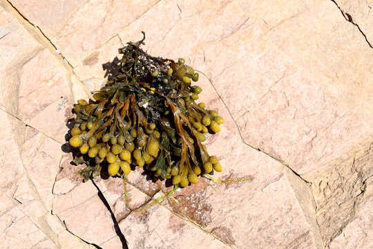 Fucus vesiculosus