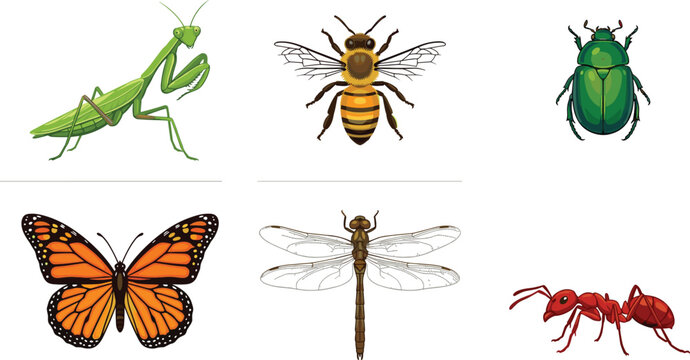 Realistic insect collection featuring praying mantis honey bee beetle butterfly dragonfly and red ant isolated vector illustration set