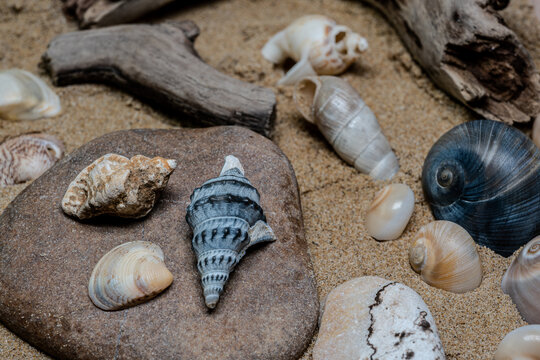 Still life of shells and artifacts shaped and returned by the sea