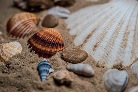 Still life of shells and artifacts shaped and returned by the sea