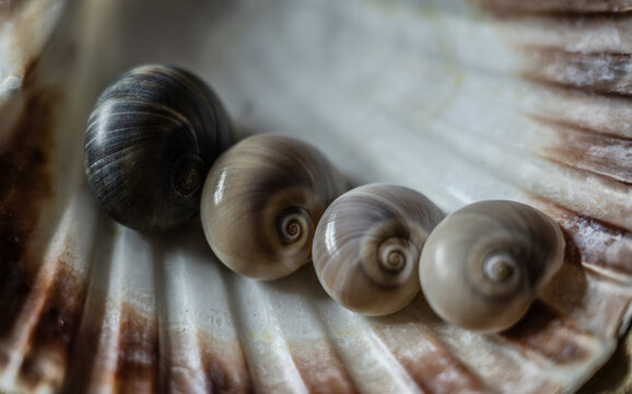 Still life of shells and artifacts shaped and returned by the sea