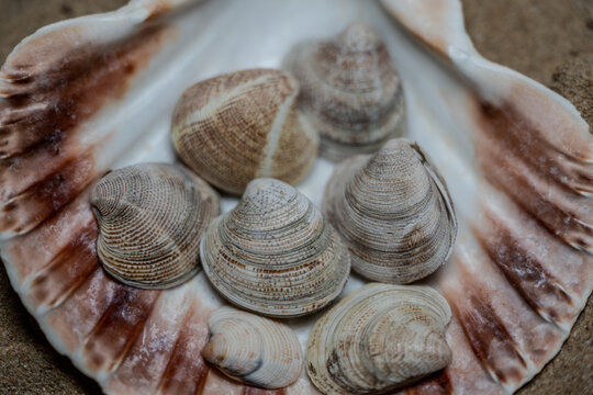 Still life of shells and artifacts shaped and returned by the sea
