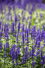 Obraz premium Campo de flores de sálvia azul cultivadas em Gramado na região da Serra Gaúcha
